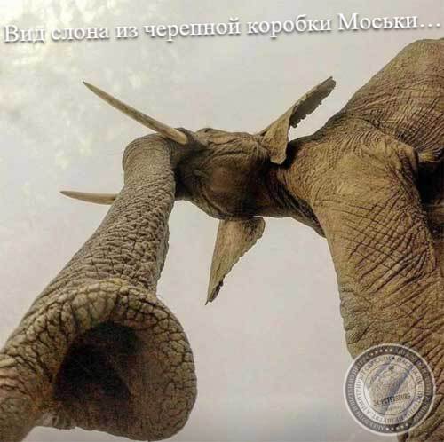 Вид слона из черепной коробки Моськи…
